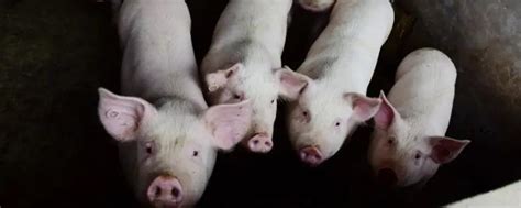 一头猪能出多少斤肉 - 农敢网