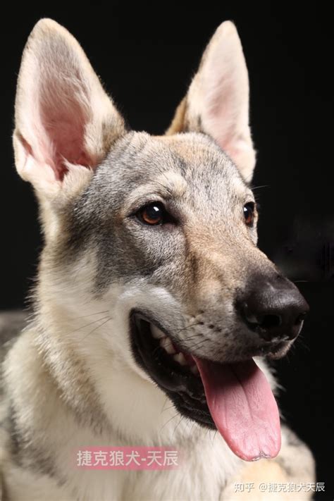 世界上6大最贵的犬, 捷克狼犬天价, 藏獒弱爆了!|捷克|藏獒|狼犬_新浪新闻