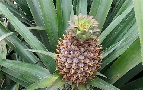 [菠萝批发]正宗神湾菠萝产地直销价格13.00元/斤 - 一亩田