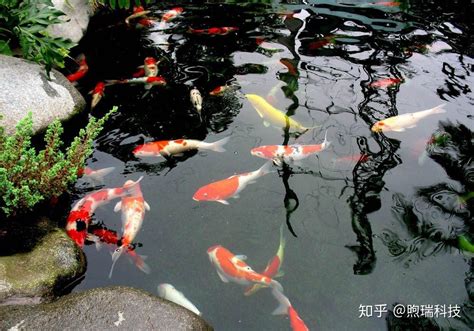 池鱼图片