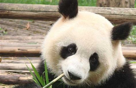 是小熊猫可爱还是大熊猫可爱？ - 知乎