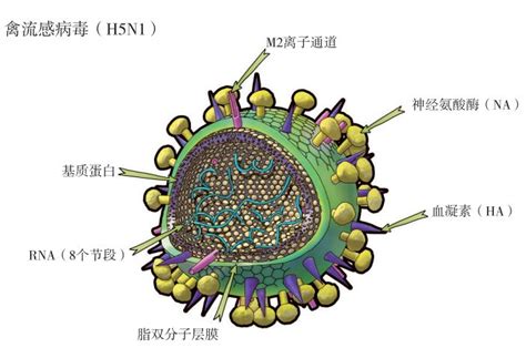 曹彬教授团队：流感病毒所致社区获得性肺炎——研究进展与展望-学术-呼吸界