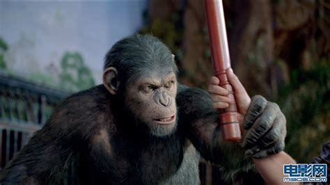人猿物种乱谈:科普《猩球崛起2》的那些猩猩种类_电影策划_电影网_1905.com