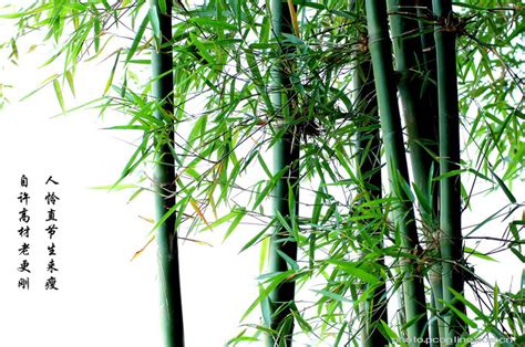中国风素材 翠绿咏竹,中国风咏竹,咏竹,竹子… - 堆糖，美图壁纸兴趣社区