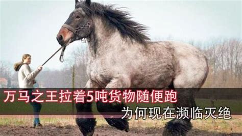 夏尔马图片