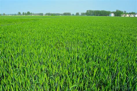三四月份农村蓝天下的小麦苗麦穗高清图片下载-正版图片501596596-摄图网