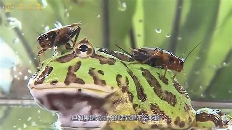 青蛙的为什么不吃不动的“虫子”青蛙“眼睛”里藏着大学问