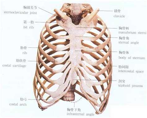 人体胸廓解剖示意图-人体解剖图,_医学图库