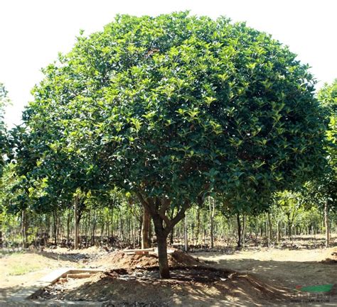 八月桂 精品造型树 - 大规格苗木 - 苗木交易中心