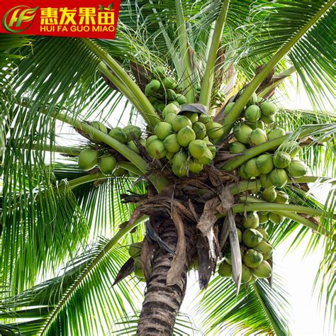 [椰子批发]椰子 海南本地椰皇 长年供应 规格38-42分公分价格5元/个 - 惠农网