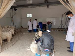 宁夏畜牧工作站扎实推进中卫山羊系统调查与性能测定工作