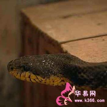 淡水水蛇,大水蛇,水蛇苗_大山谷图库