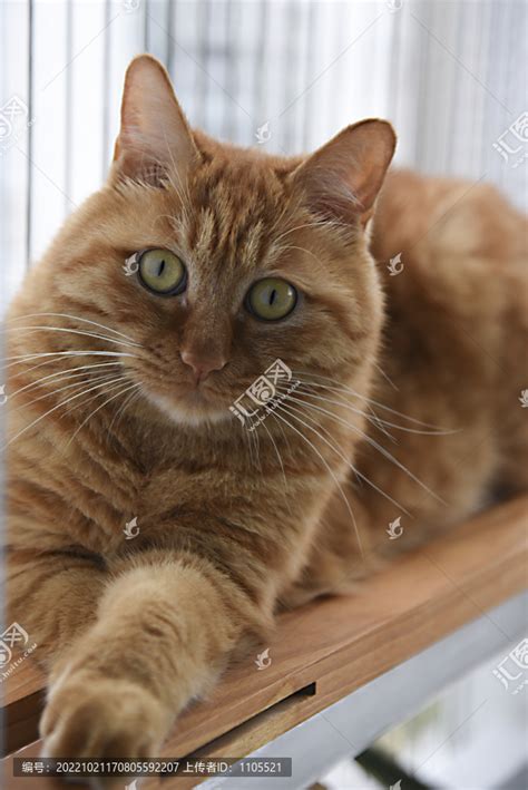 动物可爱的黄色猫咪背景图片免费下载 - 觅知网