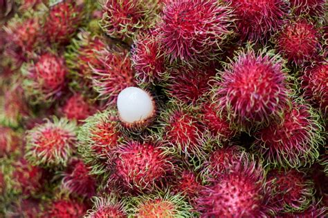 新鲜成熟的红毛丹甜热带水果去皮红毛丹叶，红毛丹果木背景收获从花园红毛丹树高清摄影大图-千库网