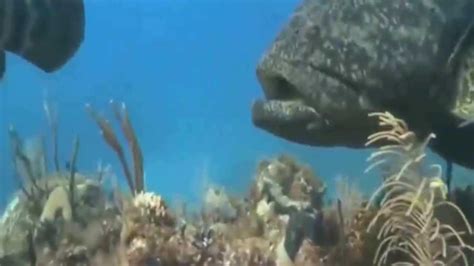 实拍深海珊瑚礁里300斤巨型大鱼，鲨鱼见到它也掉头就跑_腾讯视频
