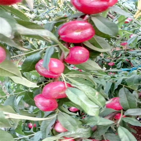 永莲蜜桃桃树苗 中晚熟桃树 适合河北种植的好品种桃树苗 高糖分-阿里巴巴