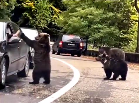美国游客堵车遭遇3头黑熊，竟脑子抽疯伸手去击掌，黑熊一下子兴奋了 - 知乎