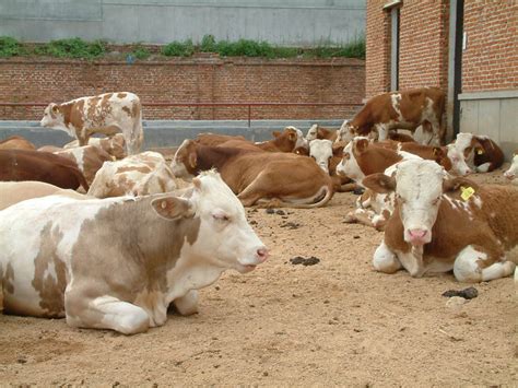 山东肉牛养殖场 活肉牛价格一览表 大量供应 山东西门塔尔牛苗价格