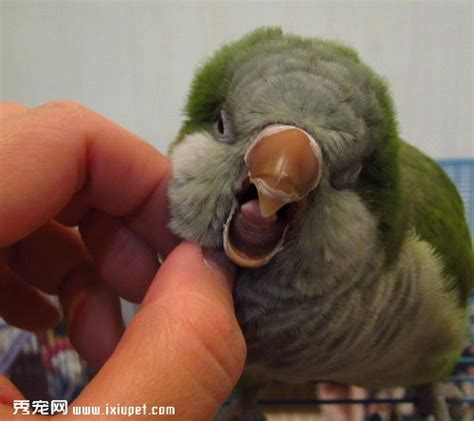 鹦鹉学舌它究竟知不知道自己说的话是什么意思-