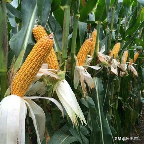 瑞普909玉米品种介绍，瑞普909玉米种子河北地带可以种吗|admin_人人点