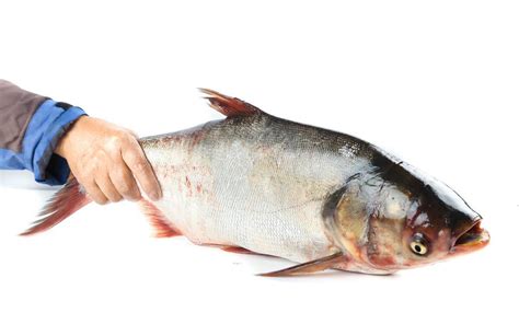 鲐鱼为什么比鲅鱼便宜,鲐鱼和鲅鱼哪个好吃,鲅鱼好吃么_大山谷图库
