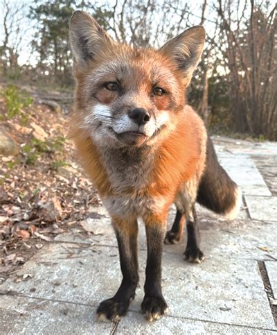 杭州午潮山国家森林公园这只火狐狸长胖了 经常有人带食物上山喂它-杭州影像-杭州网