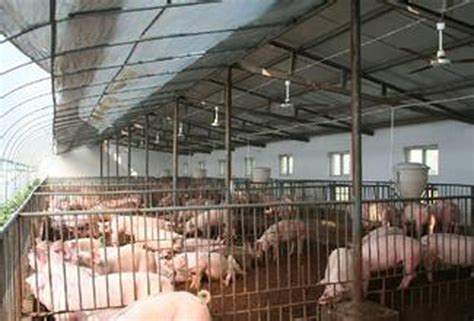 猪场需要分成多少个区 - 养猪场建设/养猪技术 - 中国养猪网-中国养猪行业门户网站
