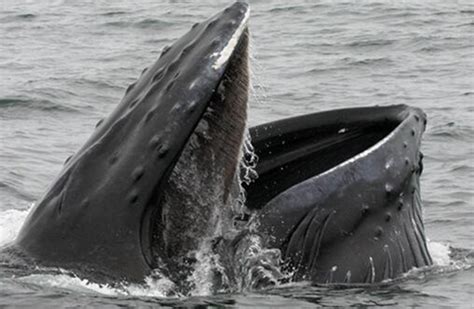 鲸鱼捕食,鲸鱼,鲸鱼喷水_大山谷图库