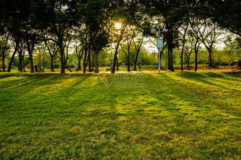 在城市公园用绿草地在树上打日落灯并高清图片下载-正版图片505045536-摄图网