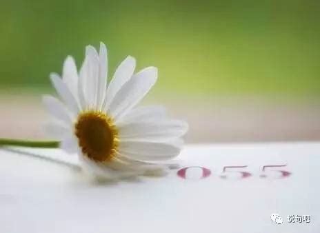 清清淡淡的图片