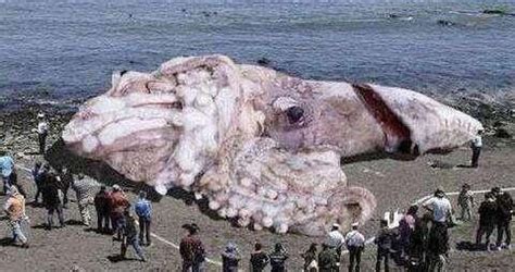 次世代 神话 北海巨妖 Kraken 17组动画 海怪 深海怪物 章鱼怪-cg模型免费下载-CG99