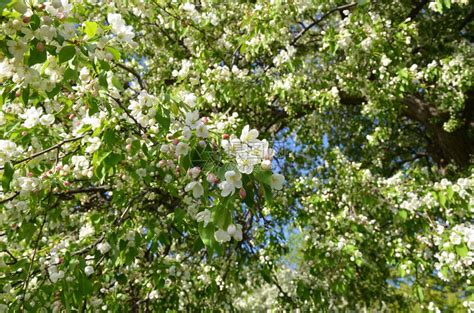 早春开花的苹果树开着鲜艳的白花高清图片下载-正版图片507573062-摄图网
