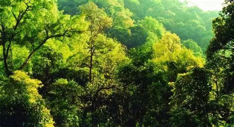 早晨的阳光透过高大乔木的常绿森林的光线高清摄影大图-千库网
