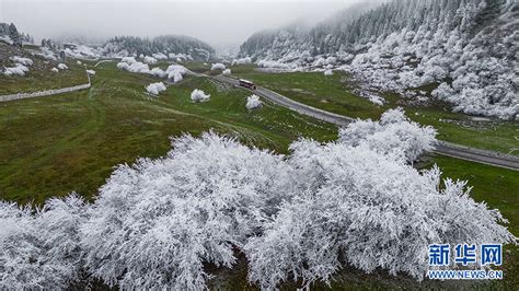 仙女山下雪了没有2020 12月重庆下雪的地方有哪些_旅泊网