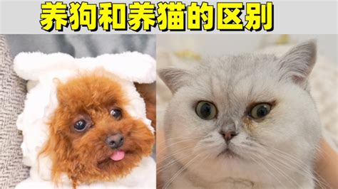 2019中国城镇养宠（犬猫）消费市场规模达2024亿元_宠物
