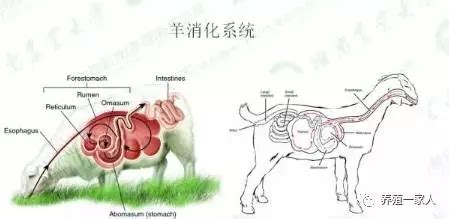 羊的四个胃结构图,牛胃图,羊胃图_大山谷图库