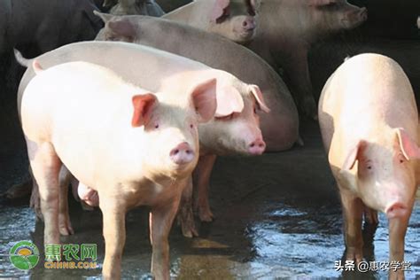 猪价格今日猪价行情-今日猪价最新走势价格-今日全国最新猪价涨跌 - 畜小牧养殖网