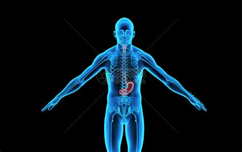 人体内脏-胃图片素材-正版创意图片400138045-摄图网