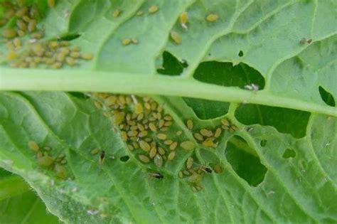蚜虫的防治方法农药