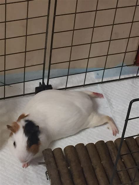 荷兰猪怎样睡觉的?