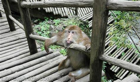 猴子 峨眉山 动物摄影图__自然风景_旅游摄影_摄影图库_昵图网nipic.com