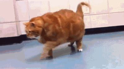 胖猫走路突然起飞360度空翻,人体常识 - 考卷网