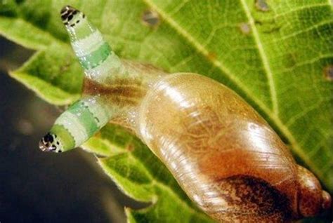 地球上最恐怖的蜗牛，有2.5万颗牙齿，会吃同伴尸体，能消化水泥
