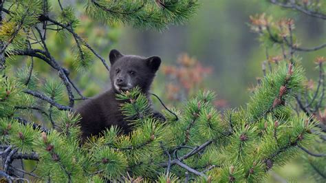松树上的一只美国黑熊幼崽，加拿大贾斯珀国家公园 (© Donald M. Jones/Minden Pictures) | 必应每日高清壁纸 ...