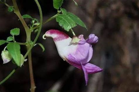 世界上最罕见的花,上罕见的花,七大罕见花_大山谷图库