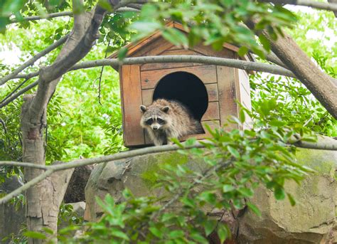 浣熊图片-在木框上休息的小浣熊素材-高清图片-摄影照片-寻图免费打包下载