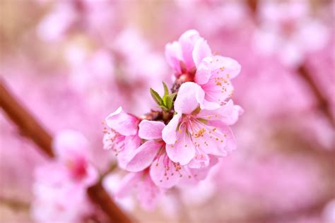 春天的桃花 - 免费可商用图片 - CC0素材网