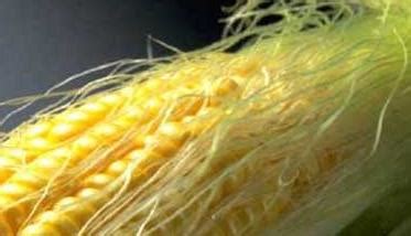 玉米须的功效与作用及食用方法_保健功效_食品常识_食品科技网