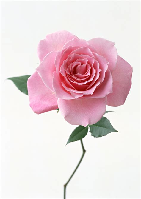 粉色玫瑰代表啥意思 花语寓意全解答_齐家网