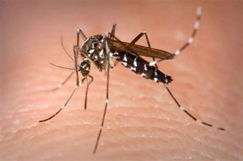 可以赶走蚊子的声音,蚊子叫声,去蚊子的超声波_大山谷图库
